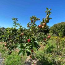 Community Apple Orchard Tree Planting, 2pm – 4pm, Saturday 14th March 2026